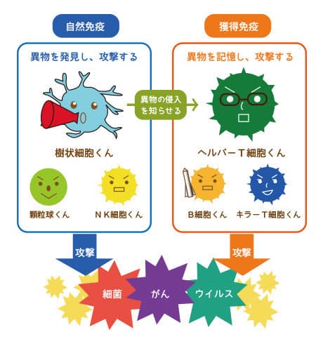 Nk免疫療法 細菌やウイルスに感染しにくい リペアセルクリニック大阪院